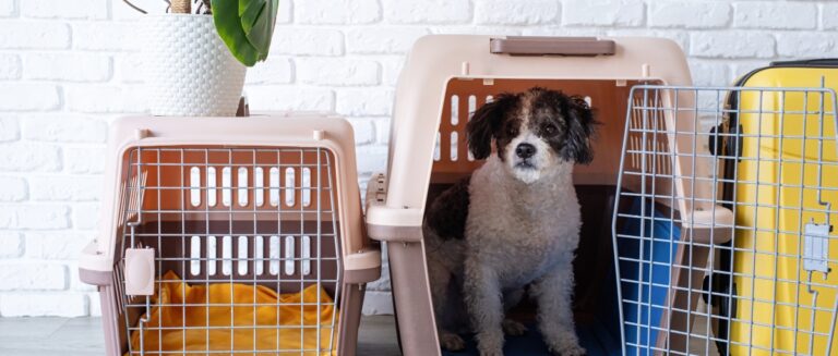 bichon frise dog sitting by travel pet carrier