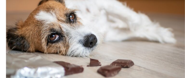 Dog laid on the floor with chocolates