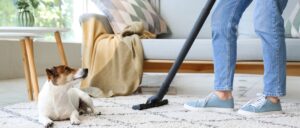 dog and carpet being cleaned