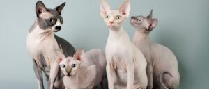 sphynx cats