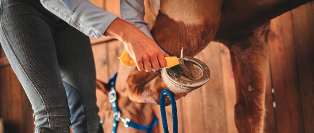 Person cleaning a horse’s hoof in a stable