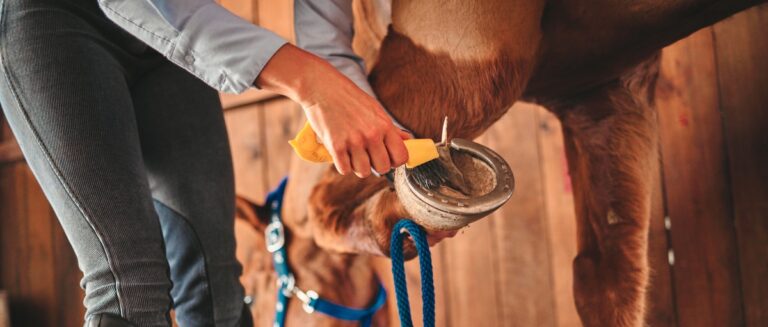 Person cleaning a horse’s hoof in a stable