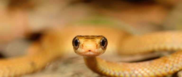 a small snake